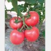 西红柿种子应选圣美金晶农膜_西红柿种子批发